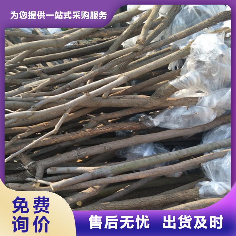 柿子【櫻桃苗】質量無憂