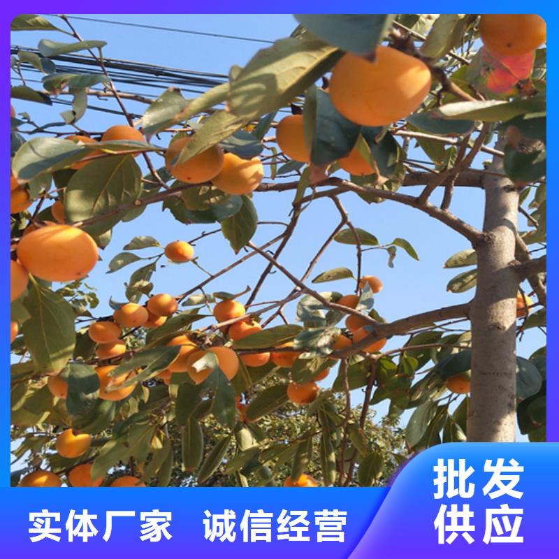 柿子桃樹苗貨源足質量好