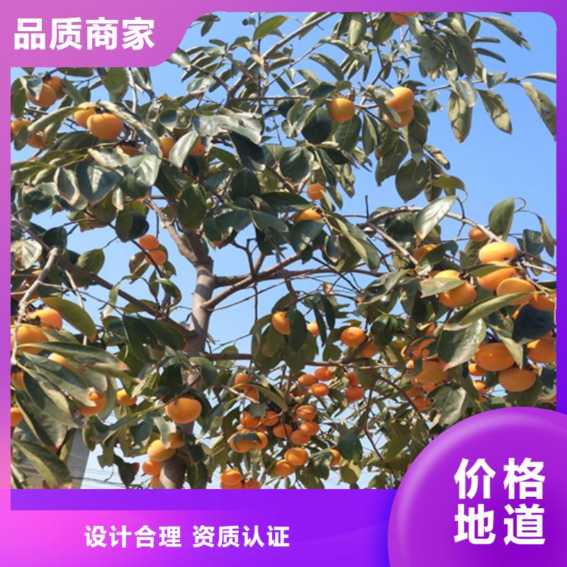 柿子-櫻桃苗市場(chǎng)行情