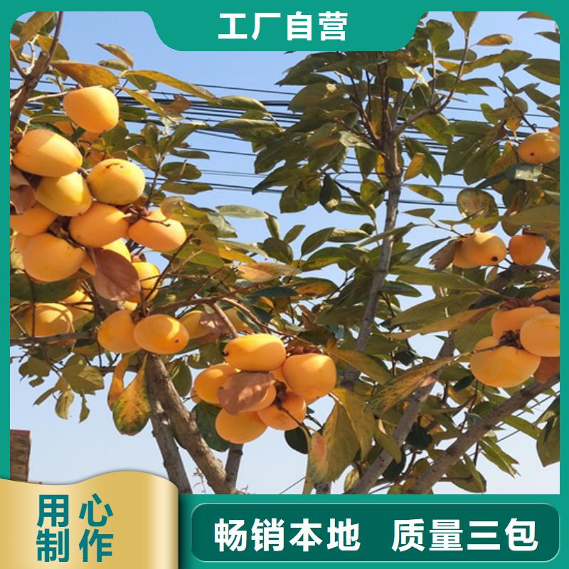 柿子【櫻桃苗】質量無憂