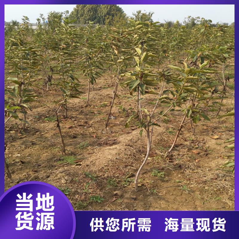 柿子杏樹苗大量現(xiàn)貨供應(yīng)