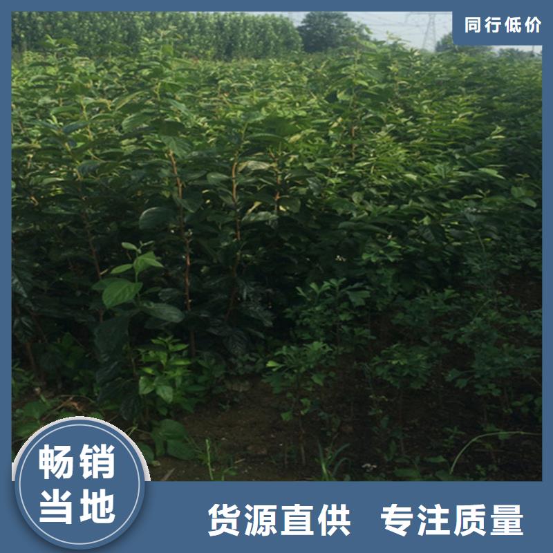 柿子櫻桃苗優質原料