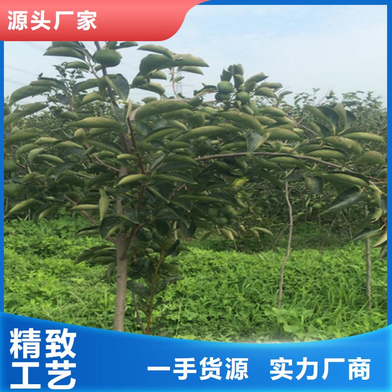 【柿子,桃樹苗0中間商差價】