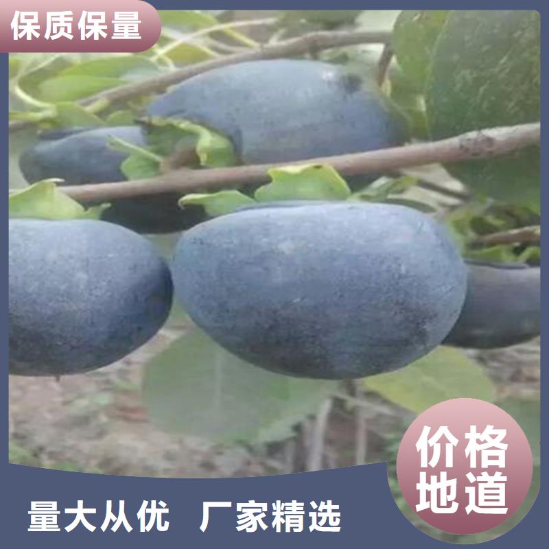 柿子櫻桃苗優質原料