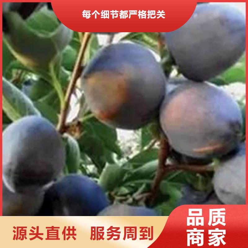 柿子_無花果苗優選貨源