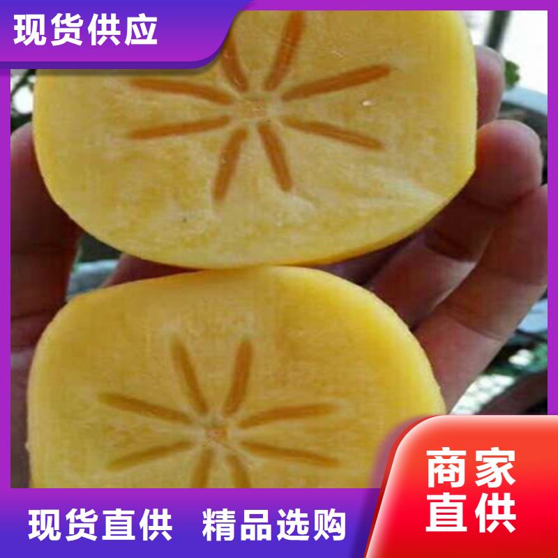 【柿子】,藍莓苗專注生產(chǎn)制造多年