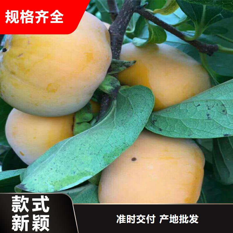 柿子-櫻桃苗市場(chǎng)行情