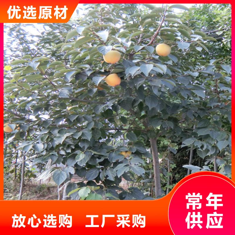 柿子【櫻桃苗】質量無憂