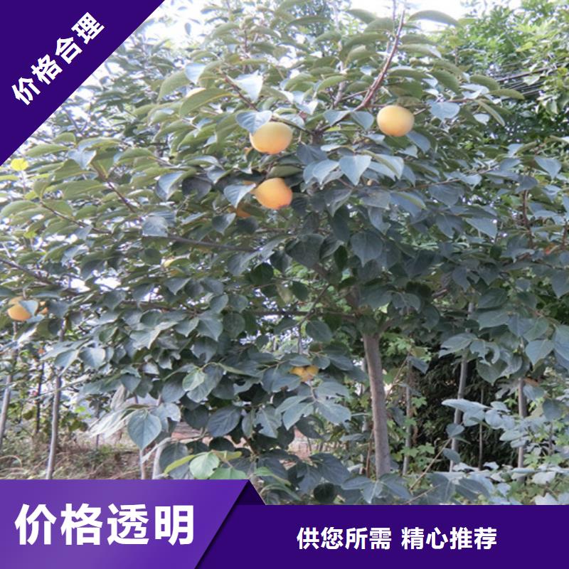柿子無花果苗好產品價格低