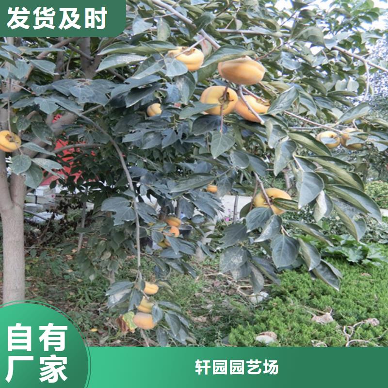 柿子櫻桃苗優質原料