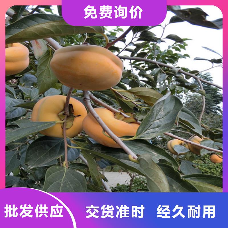 柿子【櫻桃苗】質量無憂