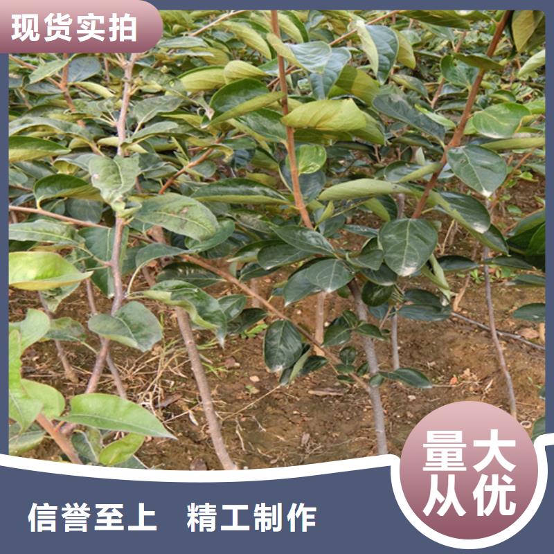 【柿子,桃樹苗0中間商差價】