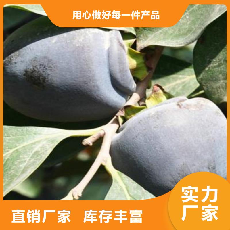 柿子_無花果苗優選貨源