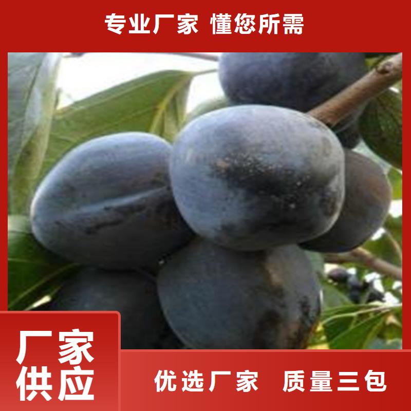 柿子-櫻桃苗市場(chǎng)行情
