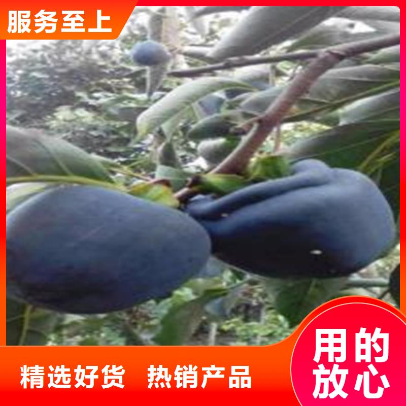 柿子-櫻桃苗市場(chǎng)行情