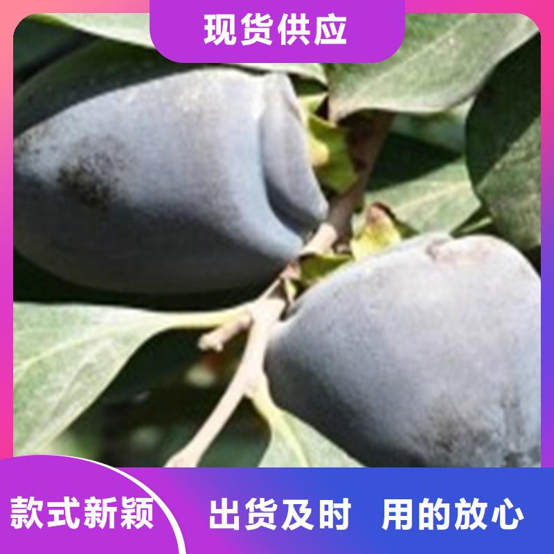 水果柿子树新奇品种做工精细(轩园)