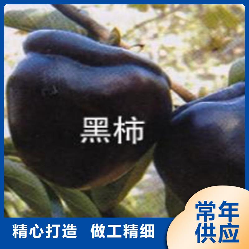 水果柿子树新奇品种做工精细(轩园)