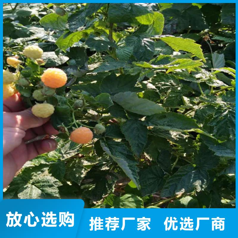 櫻桃苗-視頻-櫻桃苗(軒園)覆蓋地域河北省秦皇島市昌黎|北戴河|邢臺|廊坊|張家口|邯鄲|滄州|承德|保定