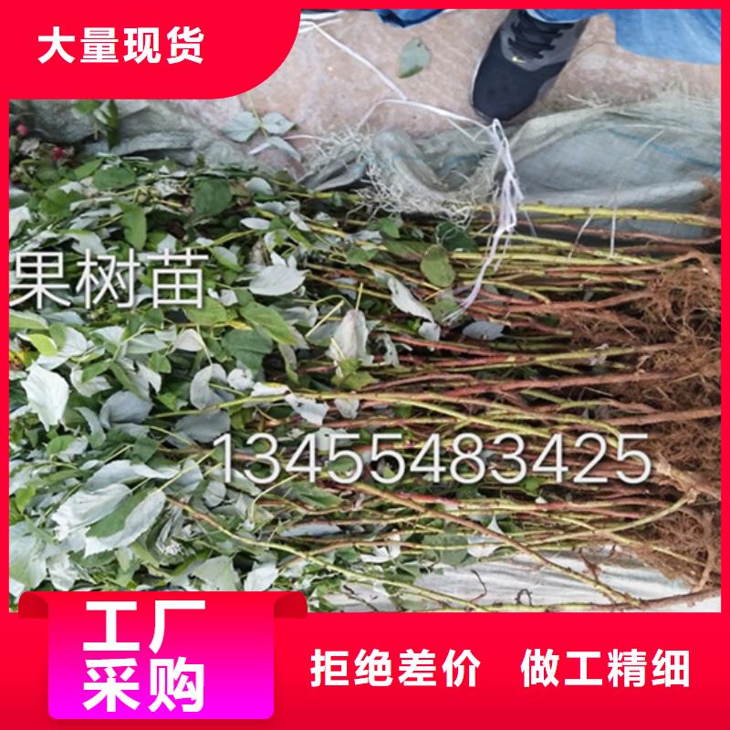 樹莓蘋果苗可定制