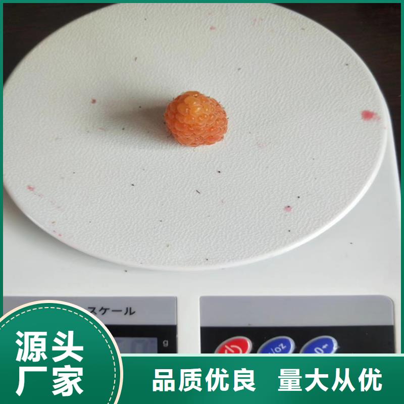 樹莓板栗苗實力商家供貨穩(wěn)定