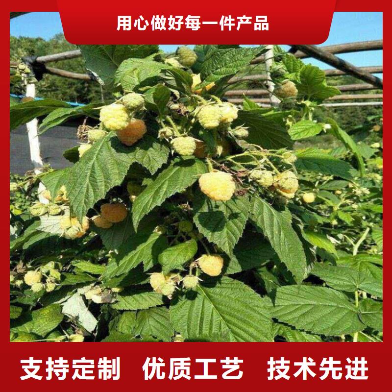 樹莓櫻桃苗質量無憂