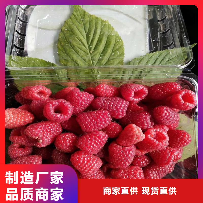 樹莓蘋果苗可定制