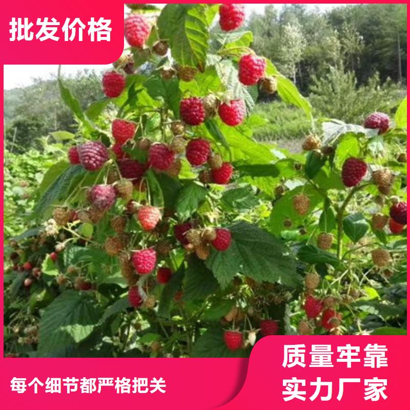 樹莓,藍莓苗超產品在細節