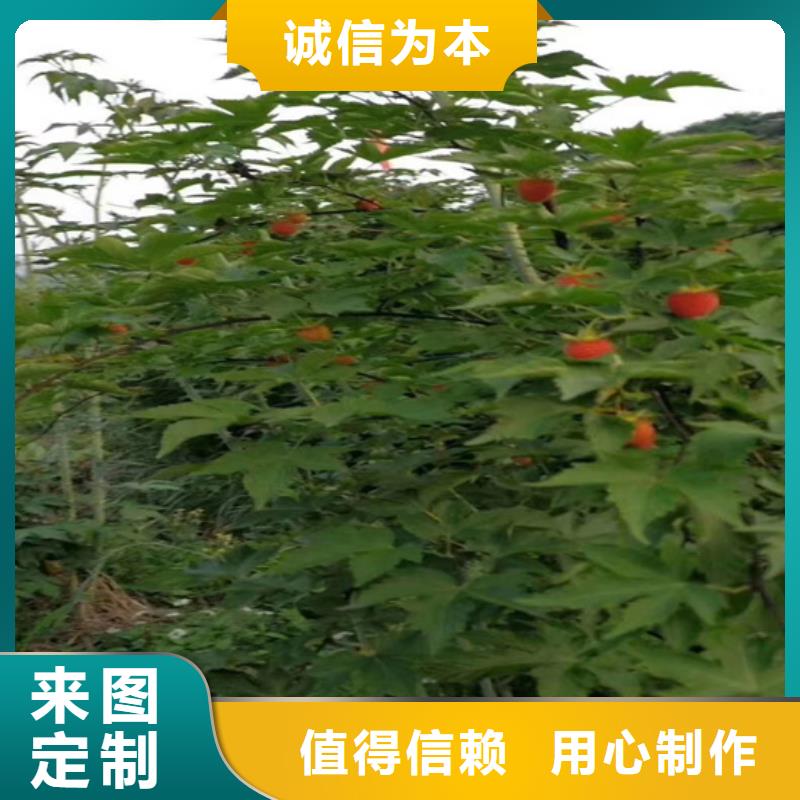 樹莓蘋果苗以質量求生存