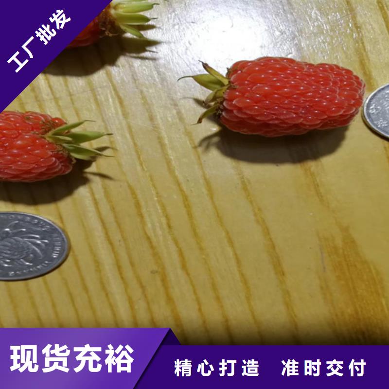 樹莓石榴樹苗專注細節更放心