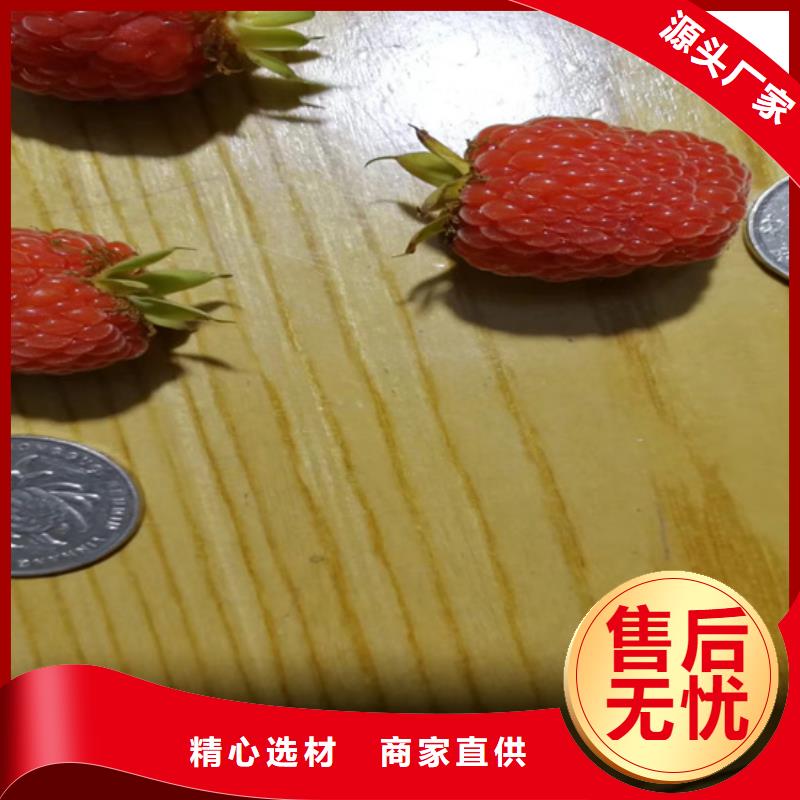樹莓櫻桃苗質量無憂