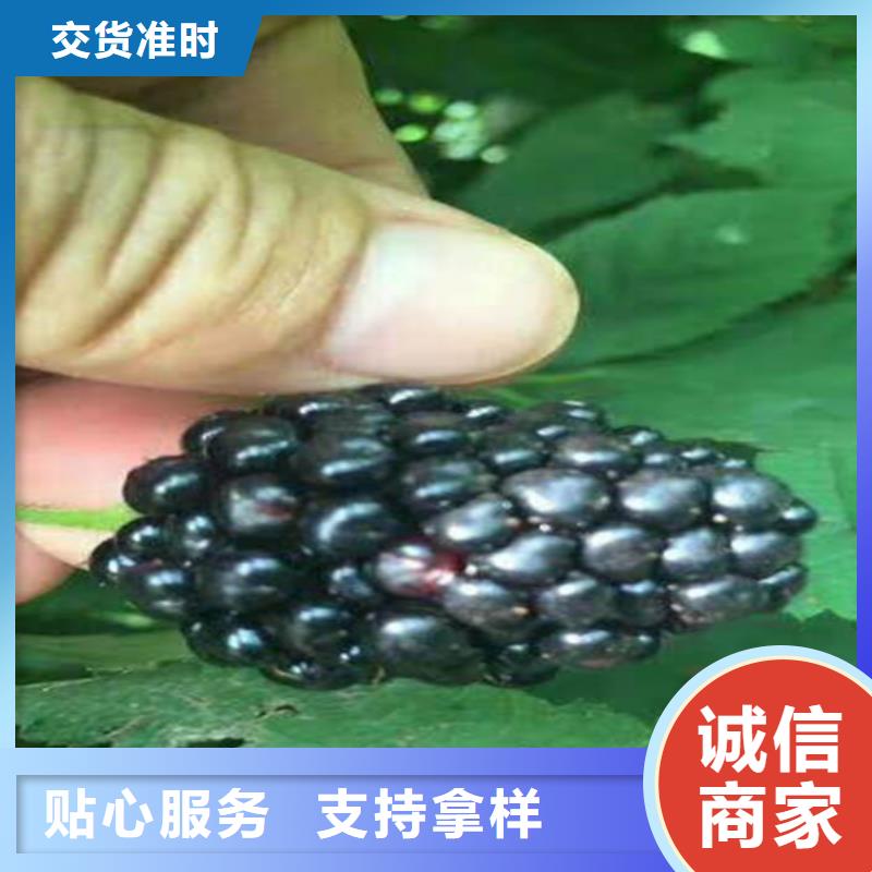 樹莓蘋果苗可定制