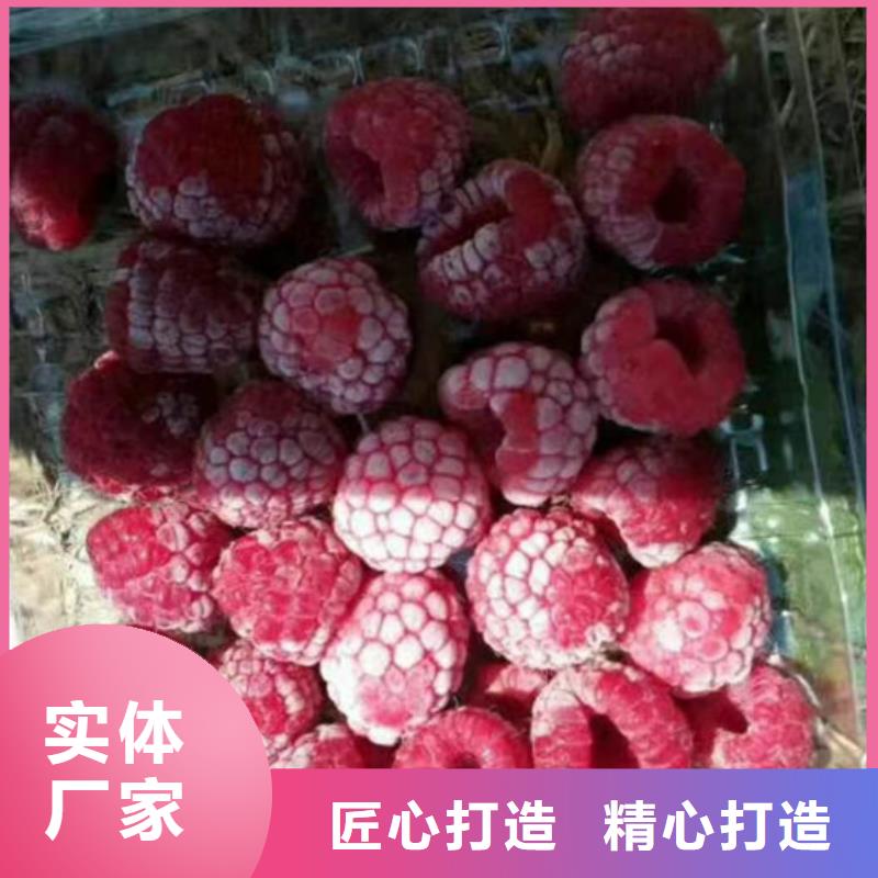 樹莓石榴樹苗專注細節更放心