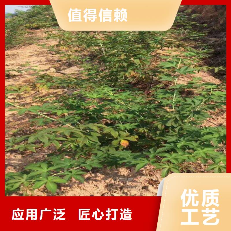 櫻桃苗-視頻-櫻桃苗(軒園)覆蓋地域河北省秦皇島市昌黎|北戴河|邢臺|廊坊|張家口|邯鄲|滄州|承德|保定