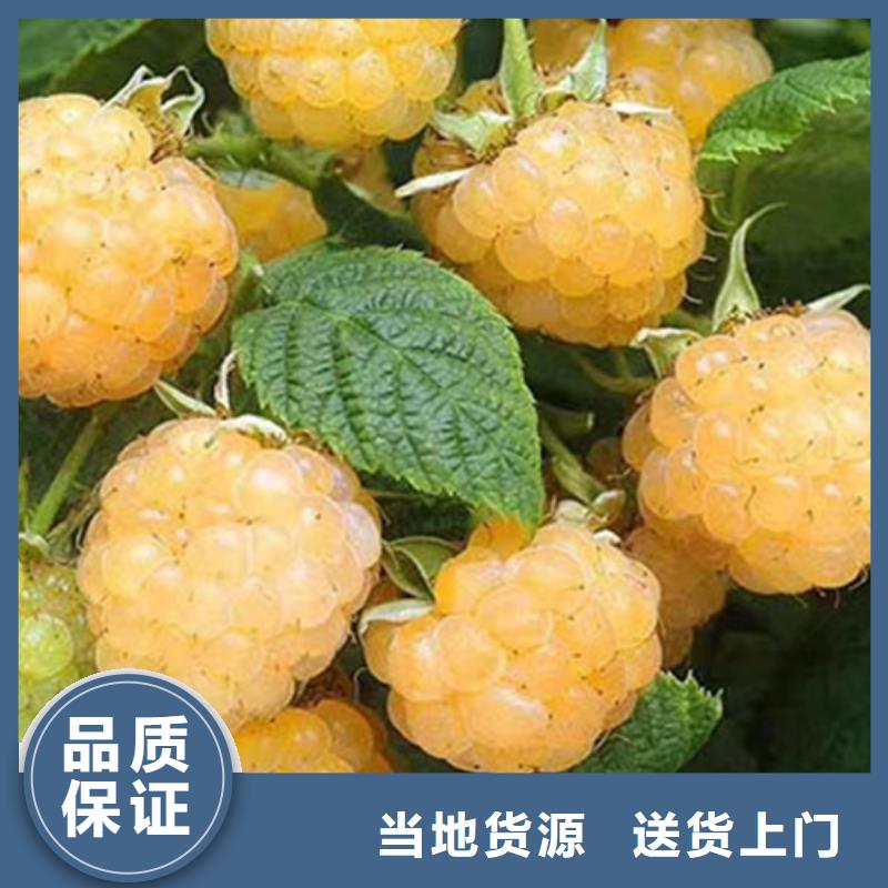 樹莓,藍莓苗超產品在細節