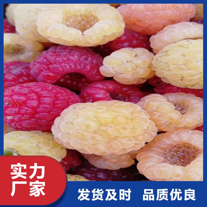 樹莓_蘋果苗精工制作