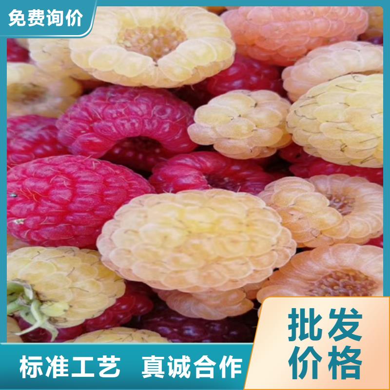 樹莓板栗苗實力商家供貨穩(wěn)定