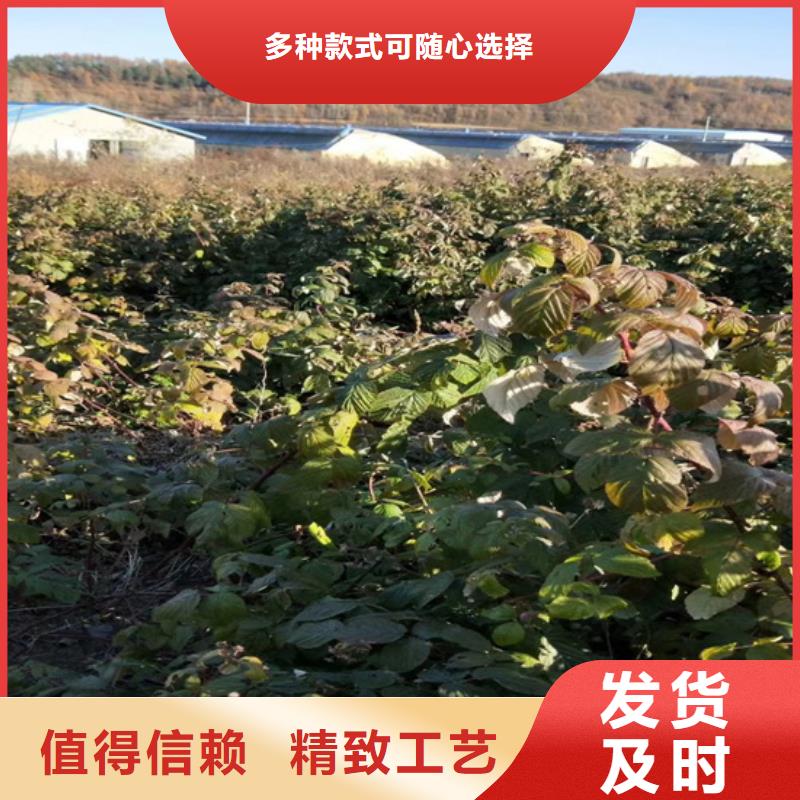 樹莓蘋果苗以質量求生存