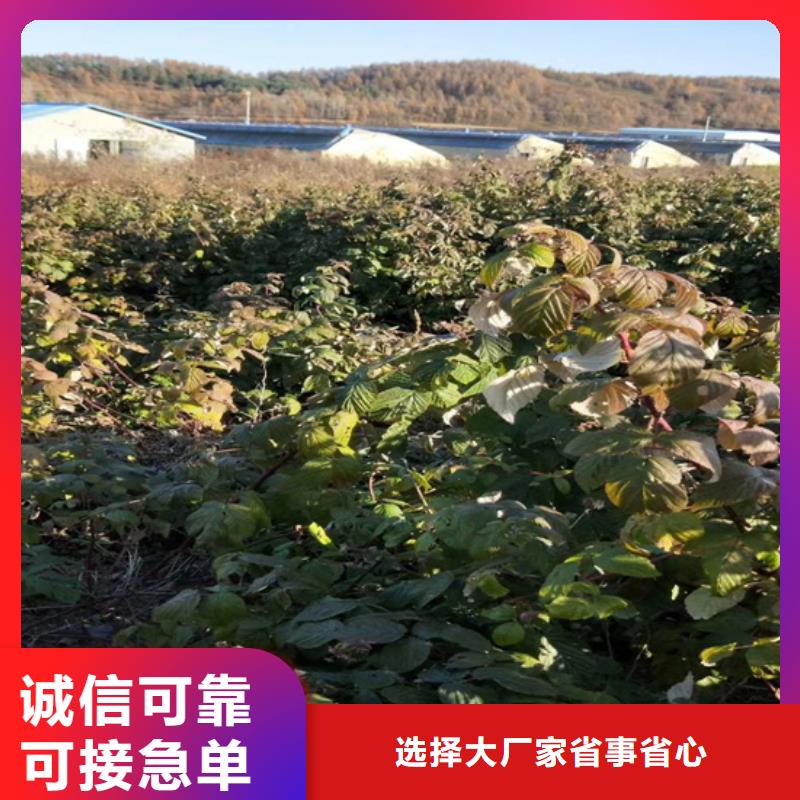 【樹莓】-蘋果苗從廠家買售后有保障
