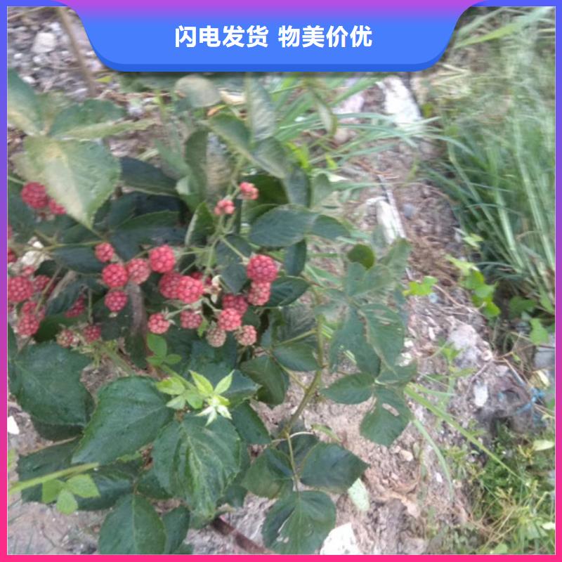 【樹莓】-蘋果苗從廠家買售后有保障