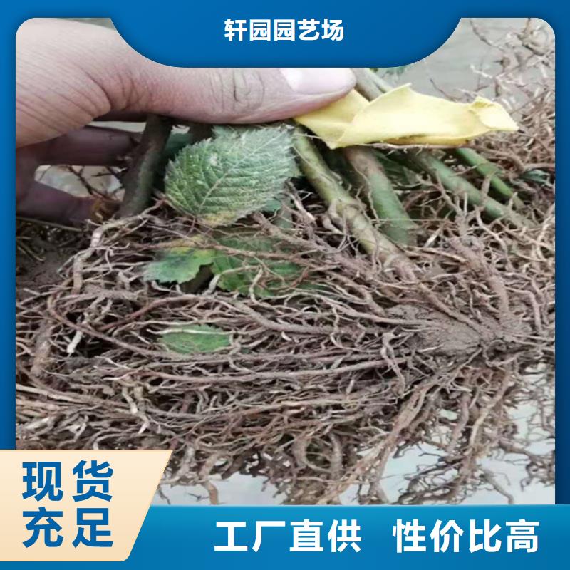 樹莓蘋果苗以質量求生存