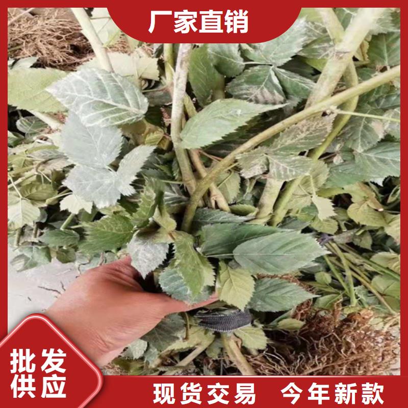 樹莓,藍莓苗超產品在細節