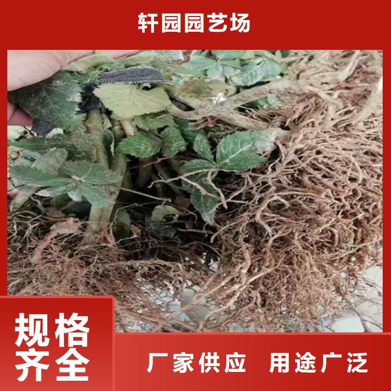 櫻桃苗-視頻-櫻桃苗(軒園)覆蓋地域河北省秦皇島市昌黎|北戴河|邢臺|廊坊|張家口|邯鄲|滄州|承德|保定