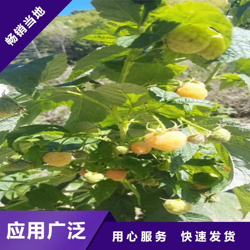 櫻桃苗-視頻-櫻桃苗(軒園)覆蓋地域河北省秦皇島市昌黎|北戴河|邢臺|廊坊|張家口|邯鄲|滄州|承德|保定