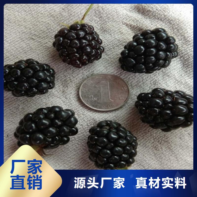 樹莓板栗苗實力商家供貨穩(wěn)定