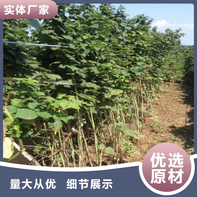 樹莓石榴樹苗專注細節更放心