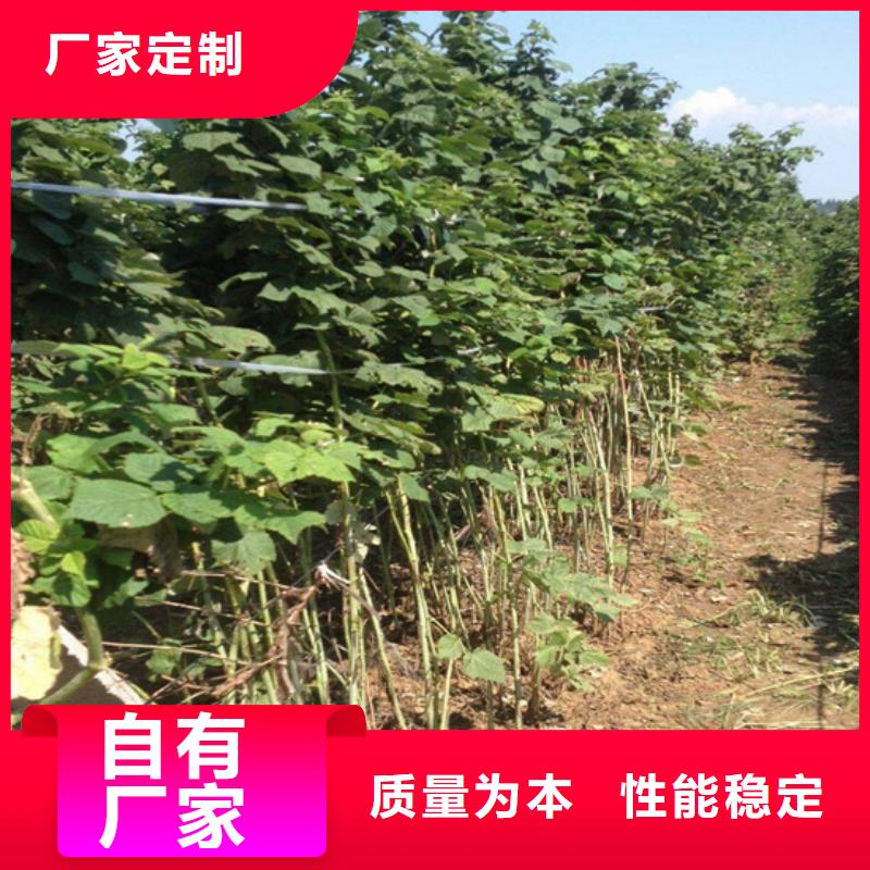 櫻桃苗-視頻-櫻桃苗(軒園)覆蓋地域河北省秦皇島市昌黎|北戴河|邢臺|廊坊|張家口|邯鄲|滄州|承德|保定