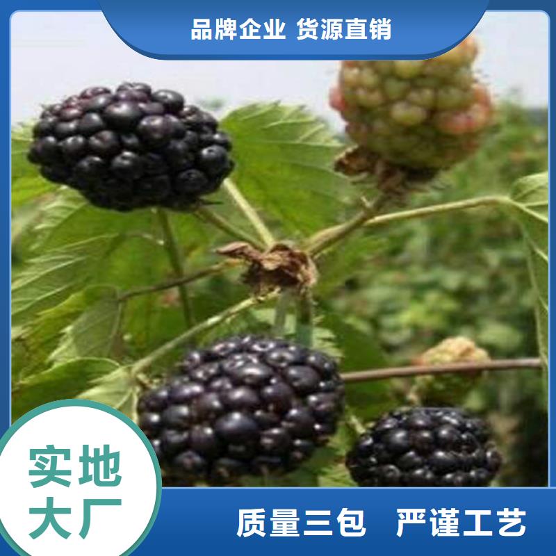 【樹莓】-蘋果苗從廠家買售后有保障