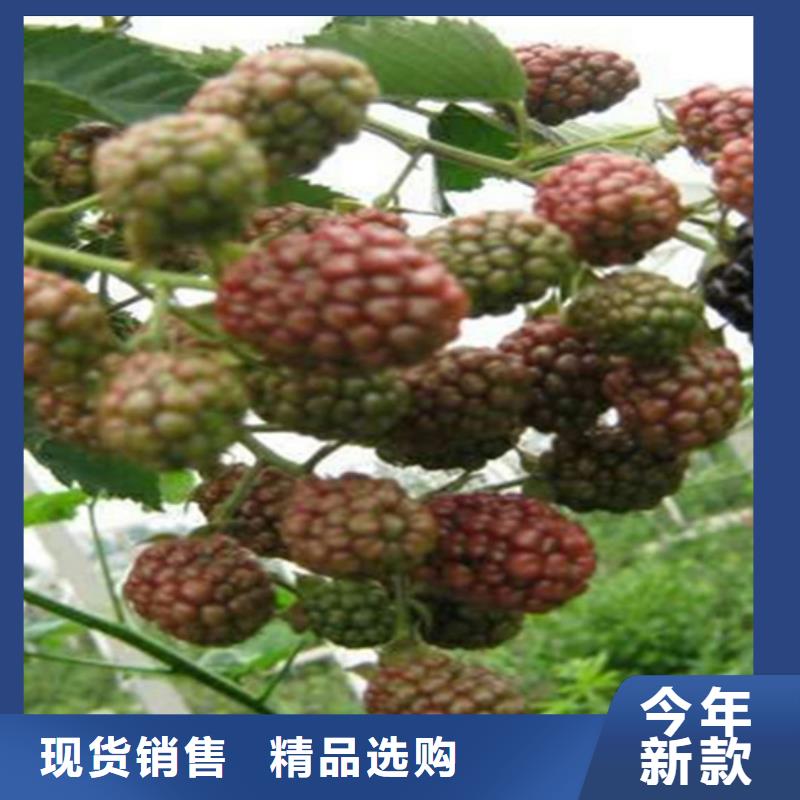 樹莓蘋果苗可定制