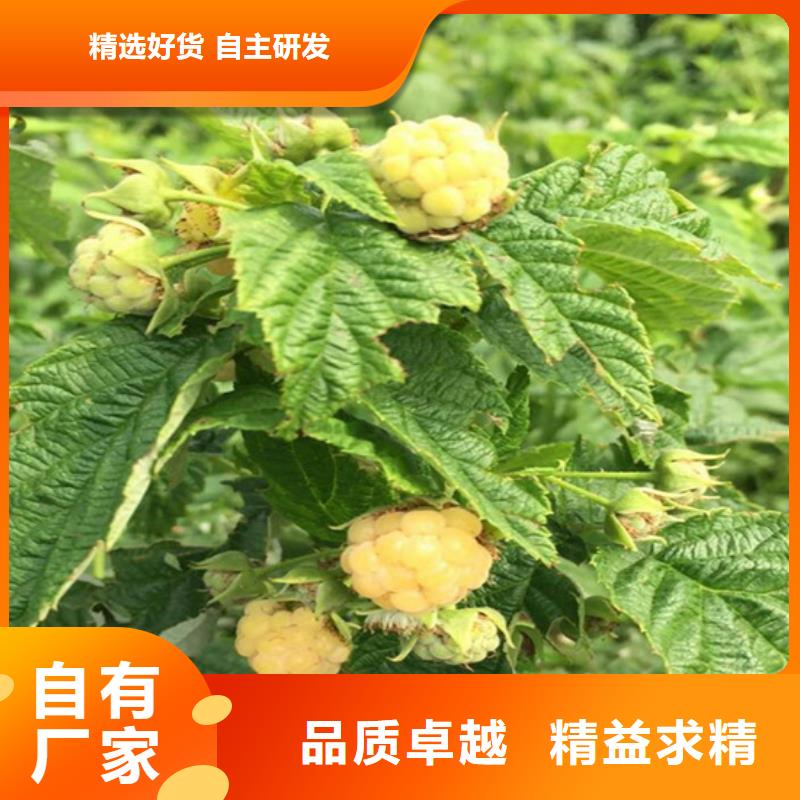 樹莓石榴樹苗專注細節更放心