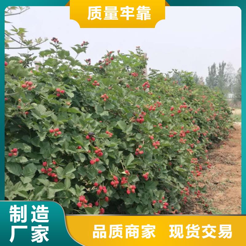 樹莓蘋果苗以質量求生存
